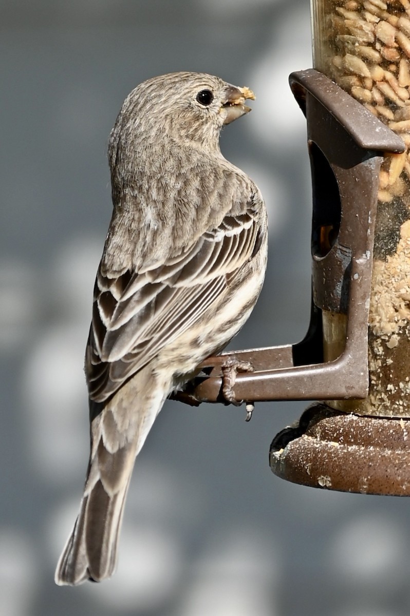 House Finch - ML646612233