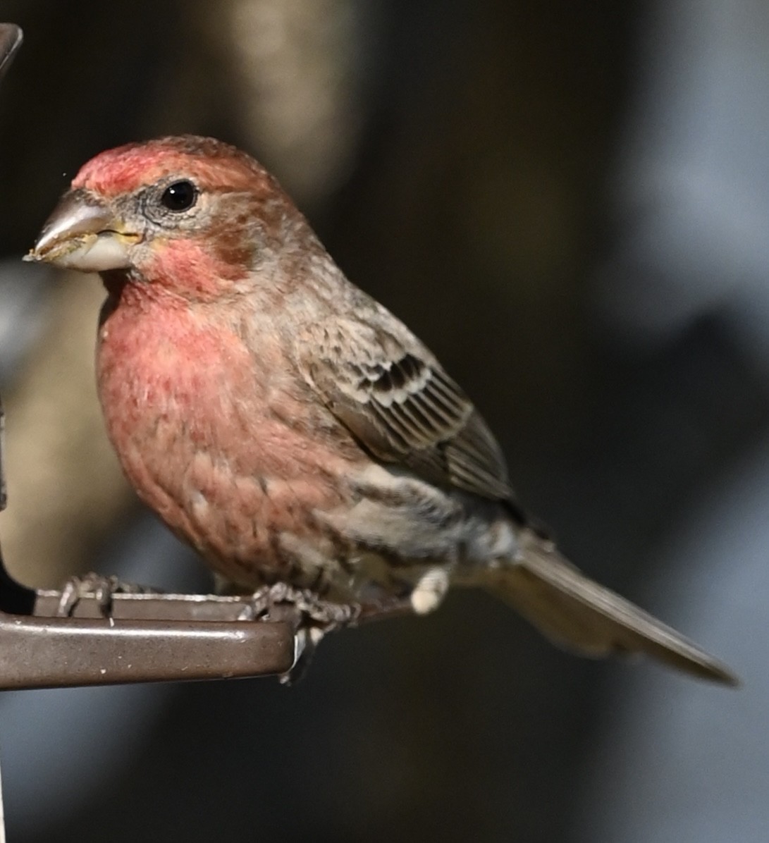 House Finch - ML646612234