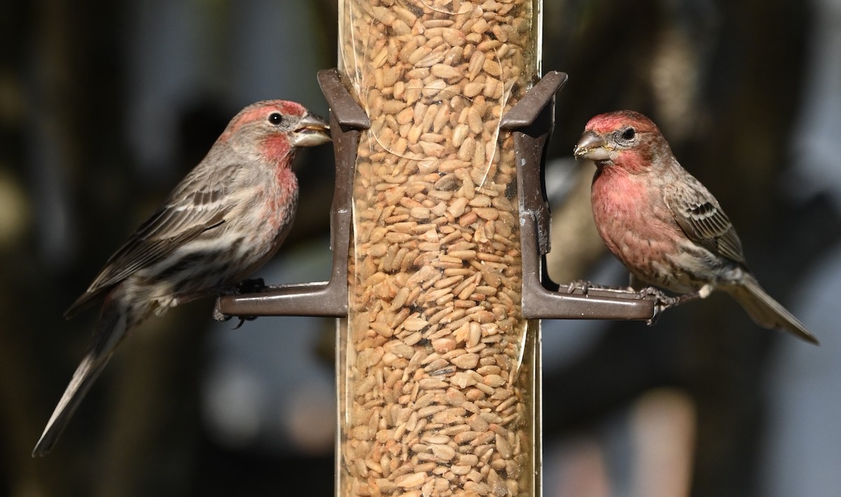 House Finch - ML646612235