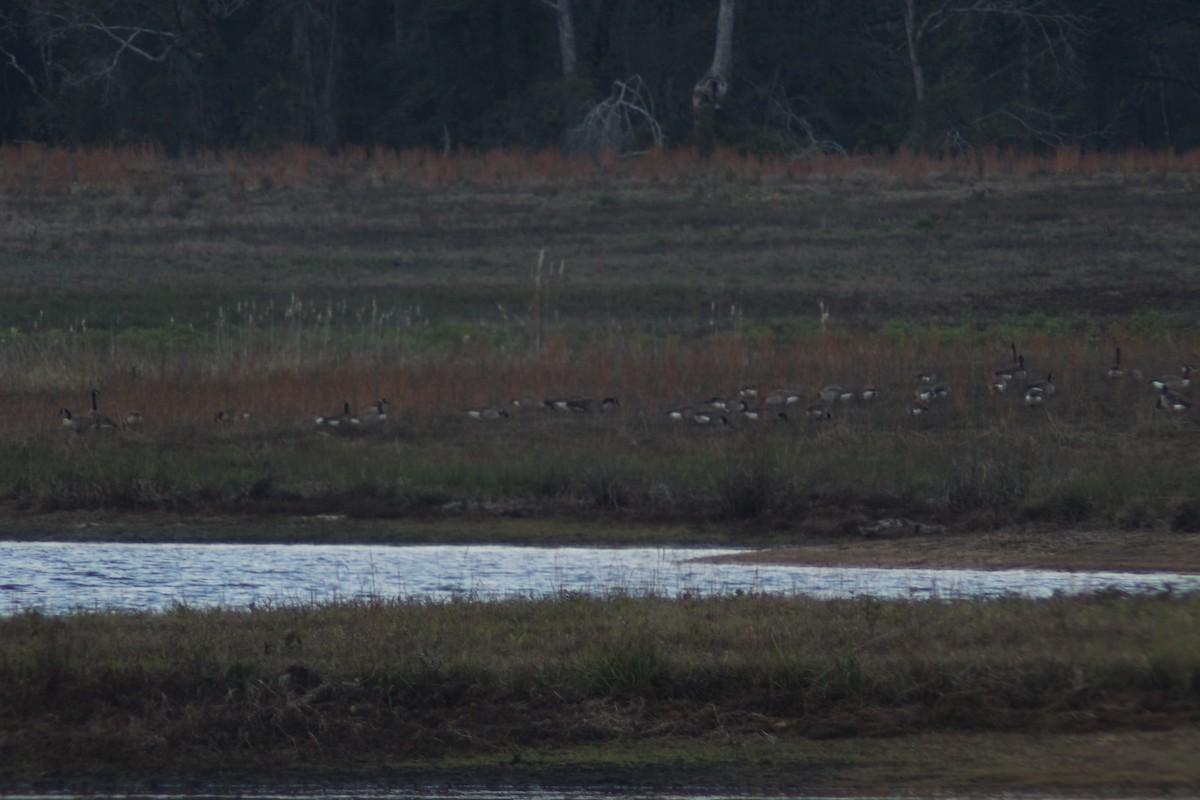 Canada Goose - ML646612237