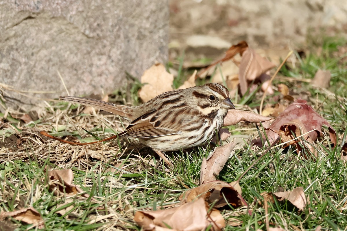 Song Sparrow - ML646612238