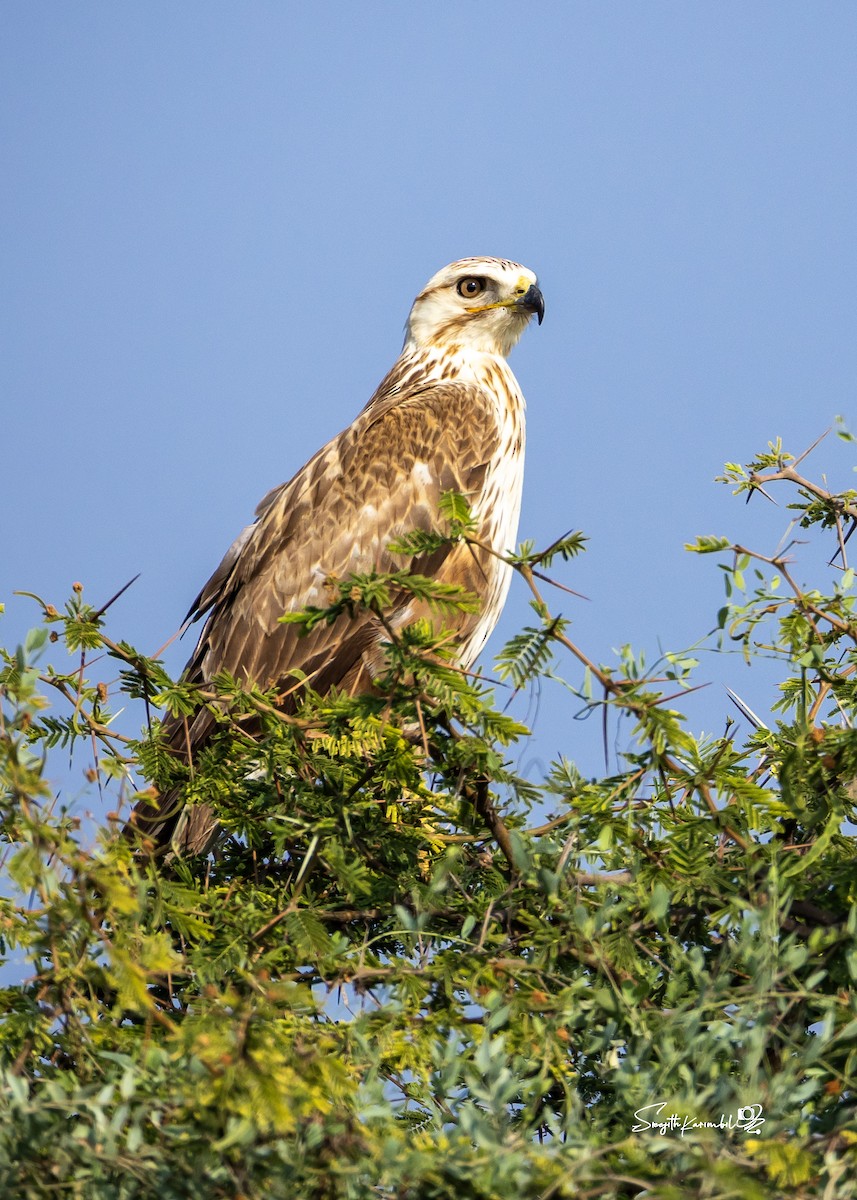 Long-legged Buzzard - ML646612239