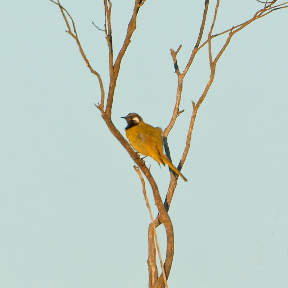 medosavka šedokorunkatá - ML646612240