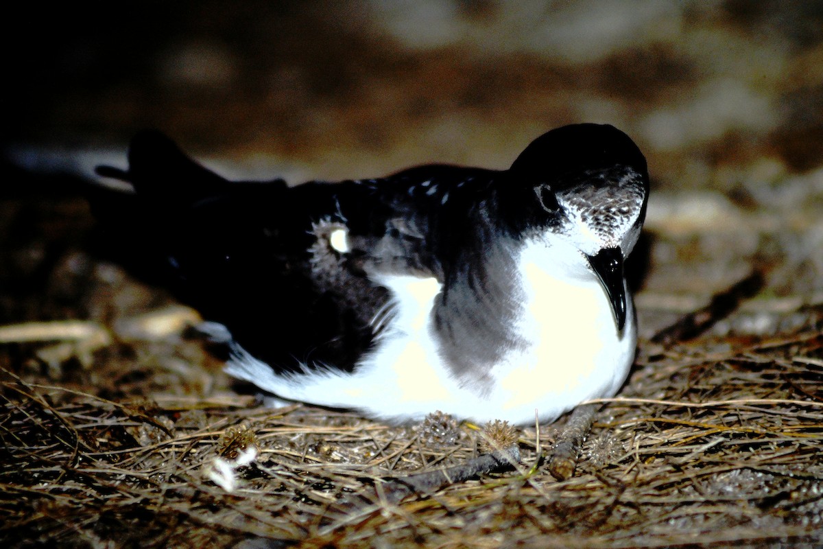 buřňák boninský - ML646612241