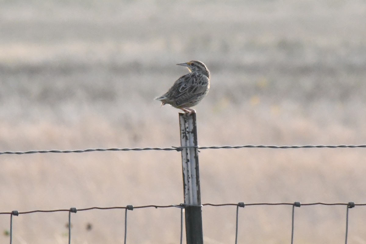 Western Meadowlark - ML646612244