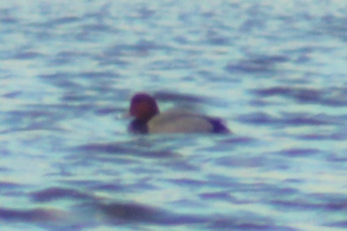 Redhead - ML646612245