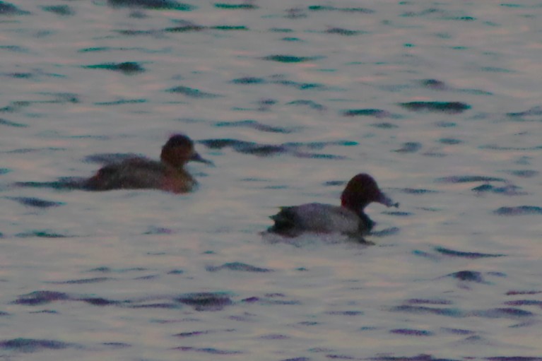 Redhead - ML646612246