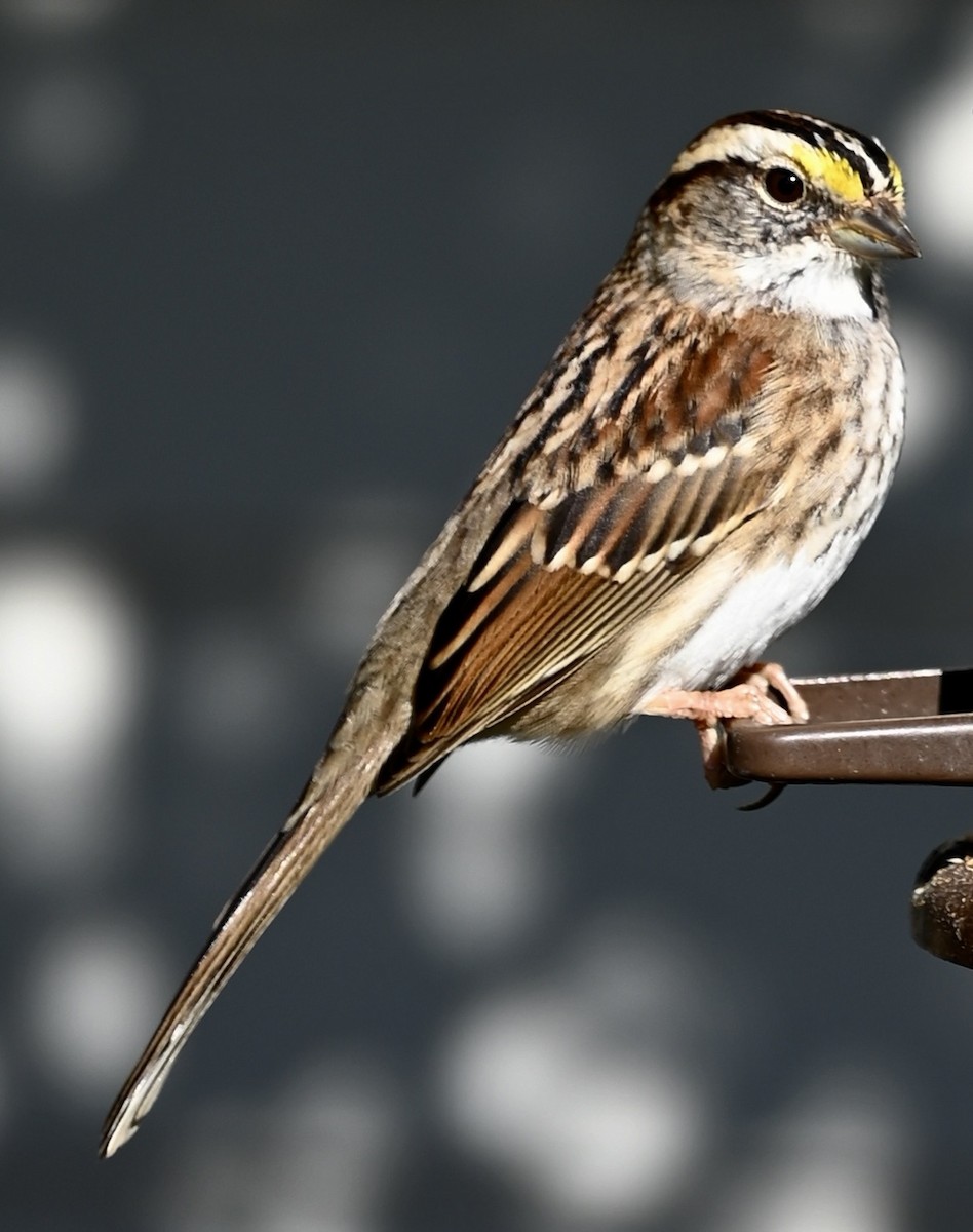 White-throated Sparrow - ML646612247