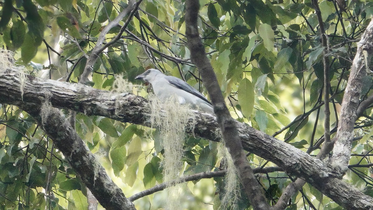 Échenilleur de Buru - ML646612248