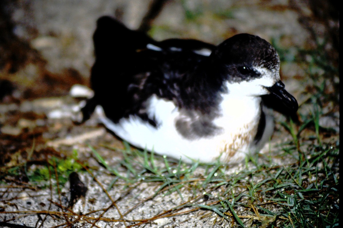 buřňák boninský - ML646612251