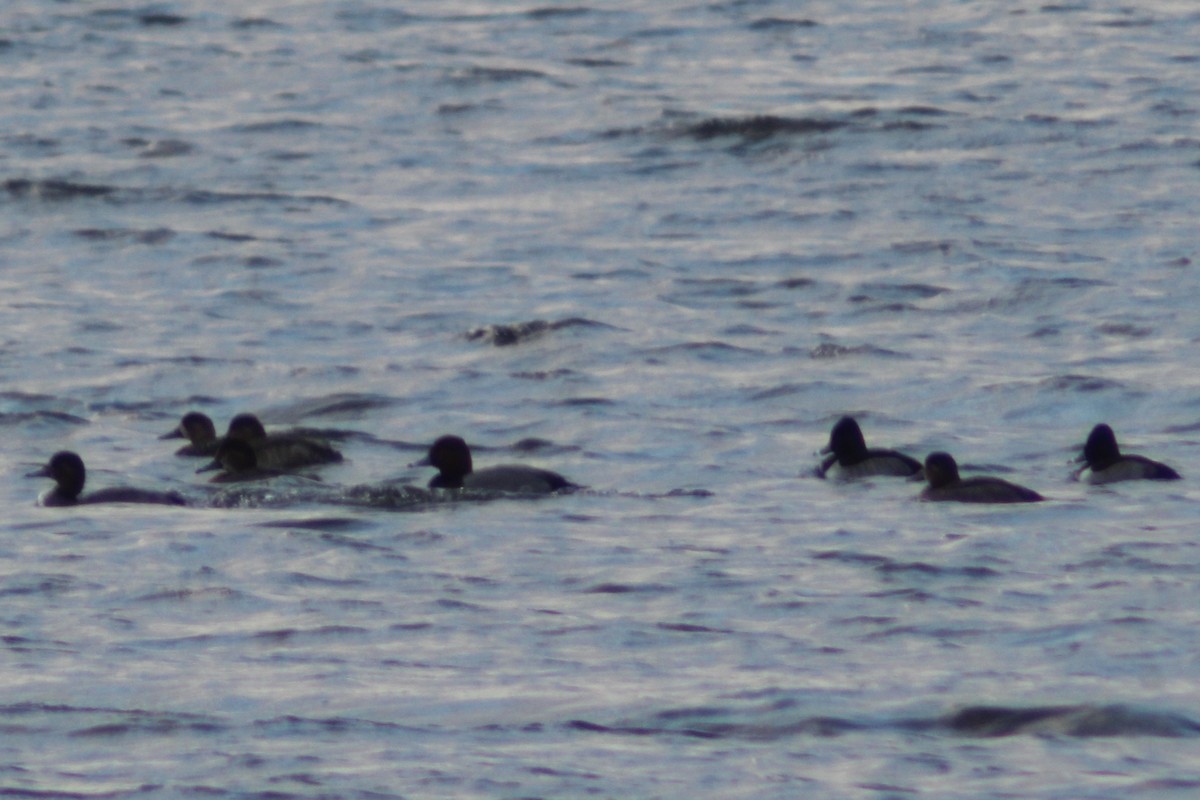Ring-necked Duck - ML646612252
