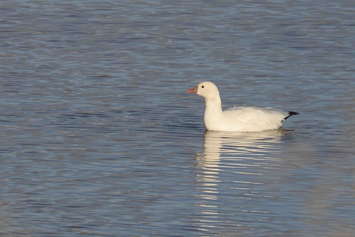 Ross's Goose - ML646612253