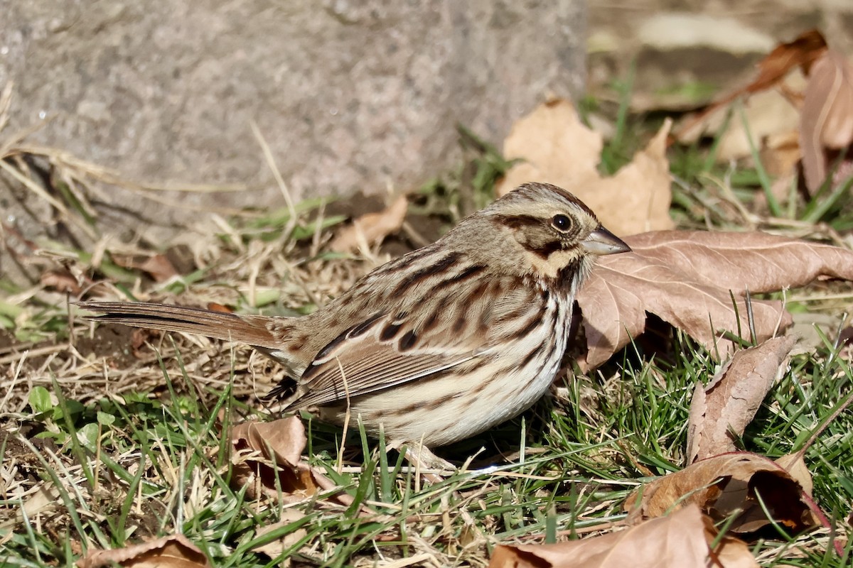 Song Sparrow - ML646612255