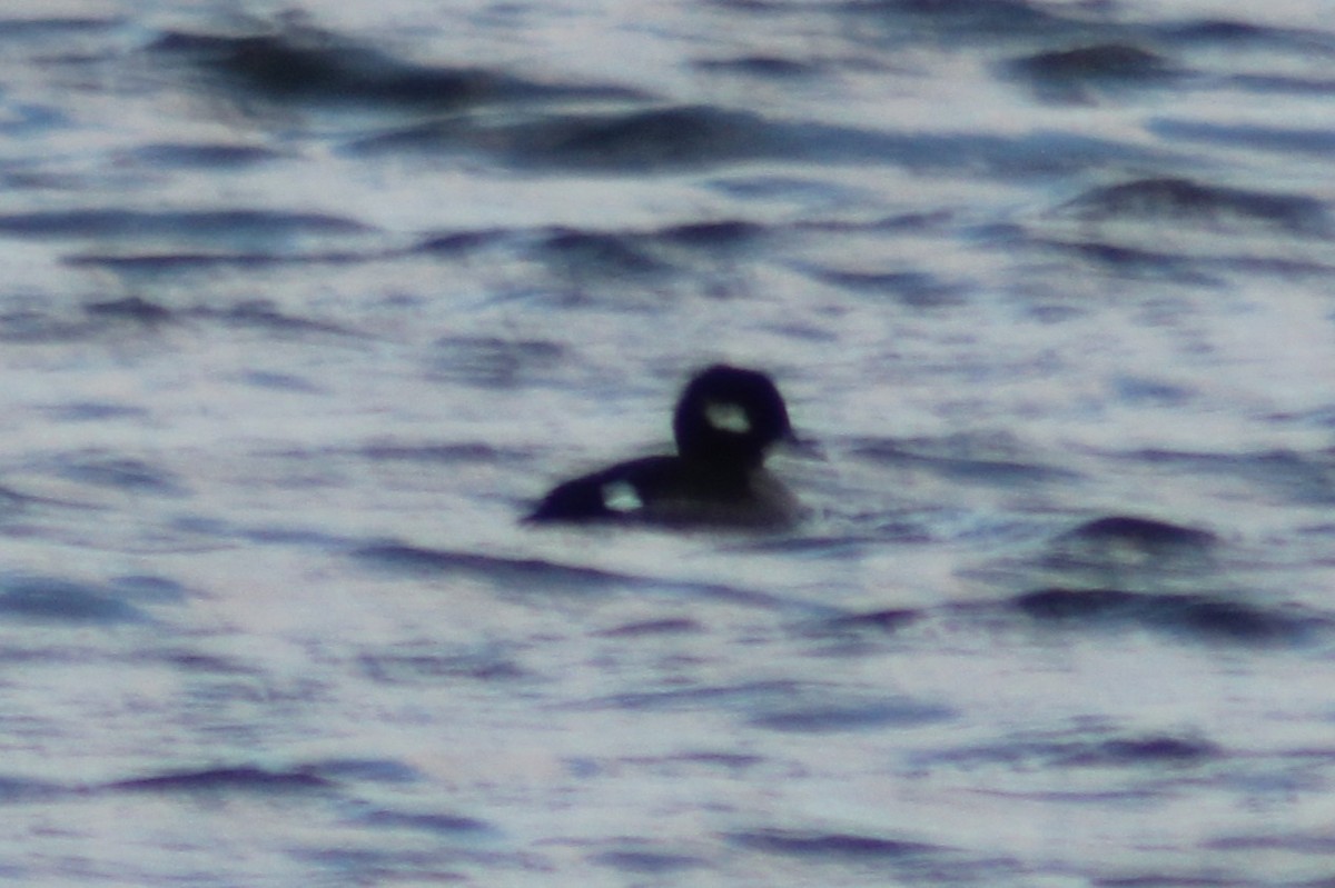 Bufflehead - ML646612257
