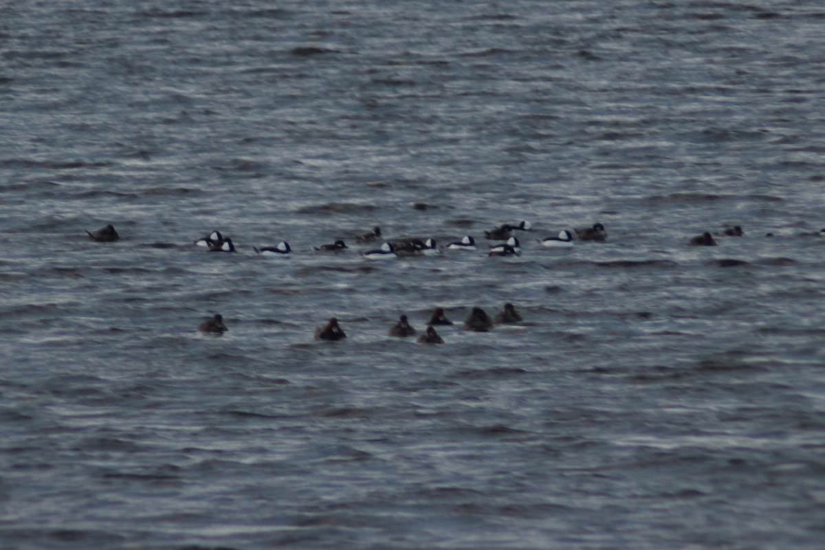 Bufflehead - ML646612258