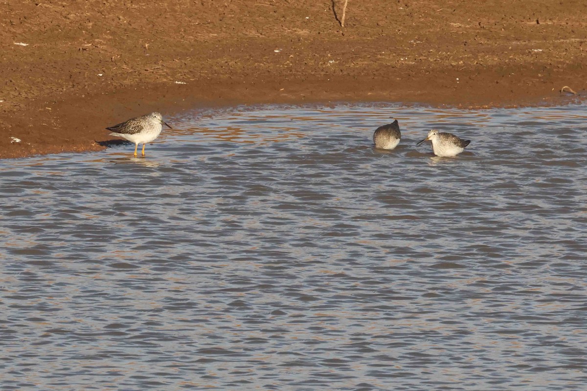 Greater Yellowlegs - ML646612259