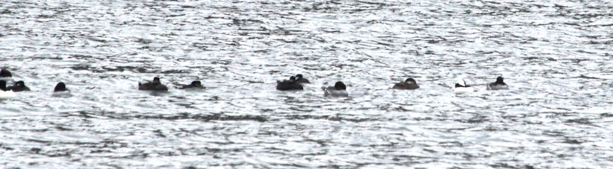 Американская синьга - ML646612260