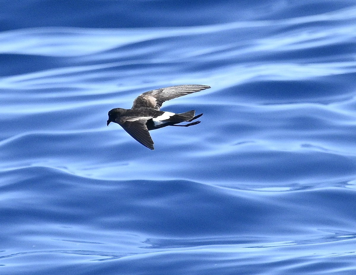 Paíño de Wilson - ML646612261