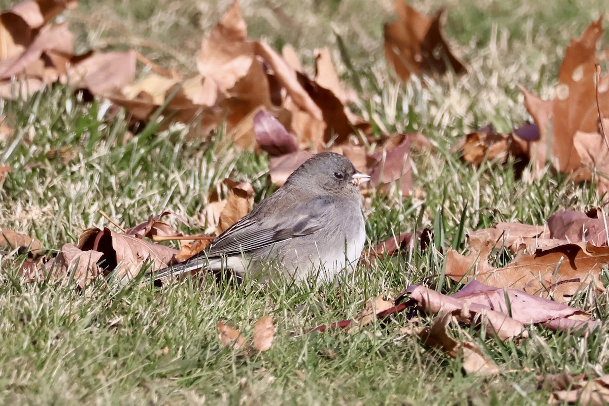 Dark-eyed Junco (Slate-colored) - ML646612265