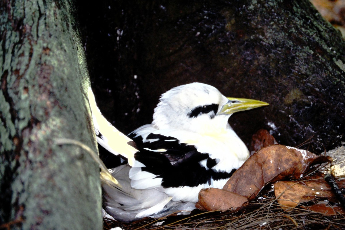 faeton pruhokřídlý - ML646612266