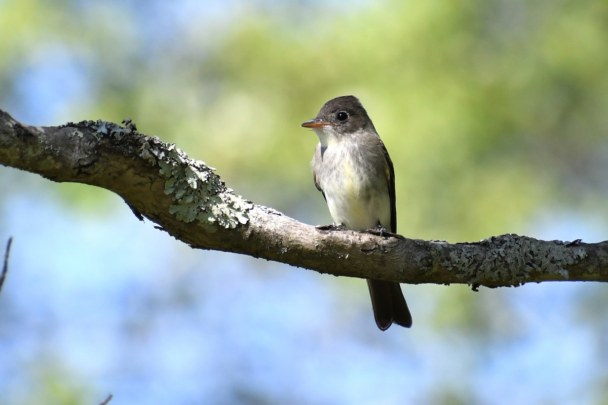 tyranovec východní - ML646612267