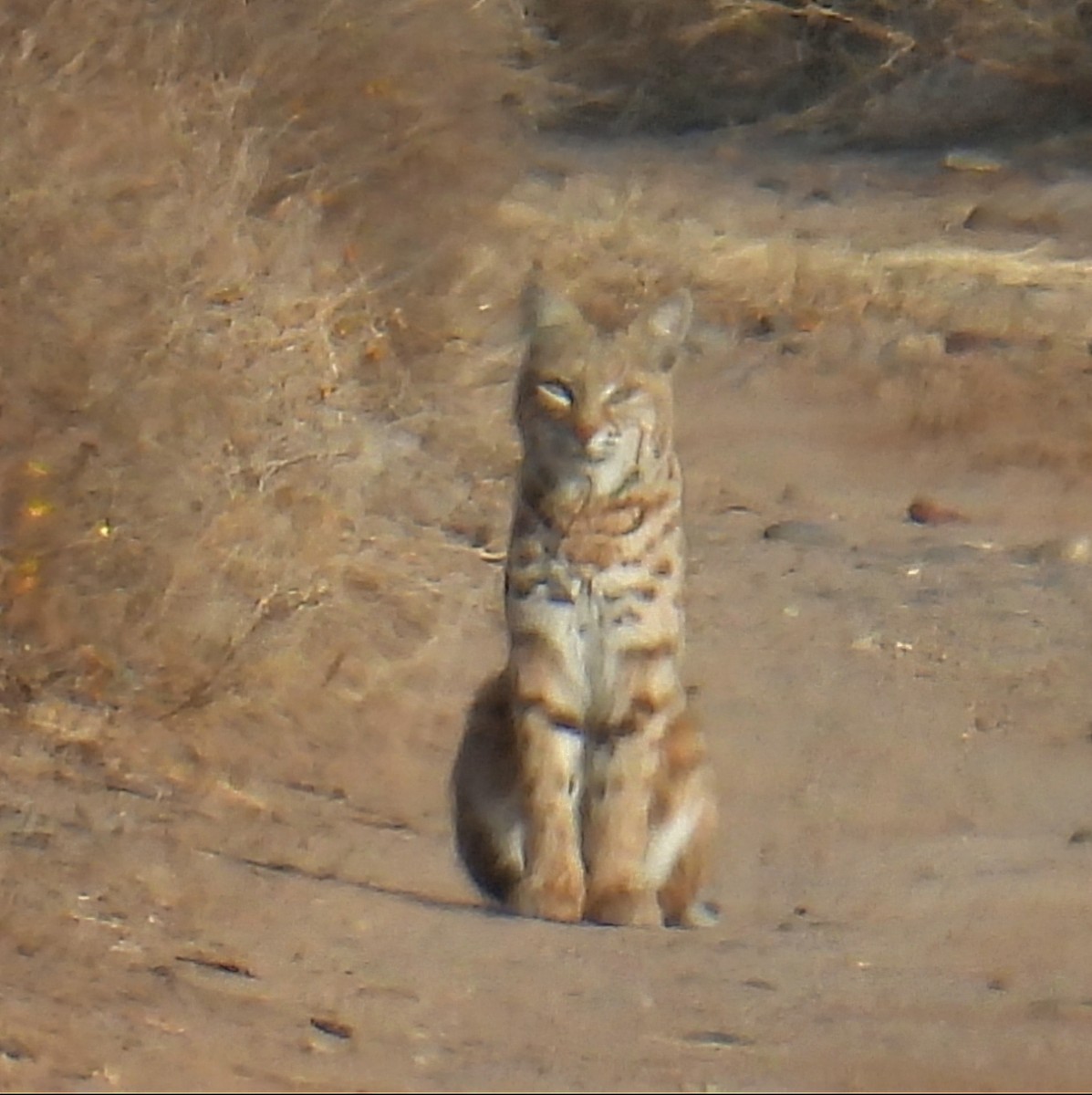 Animales - ML646612270