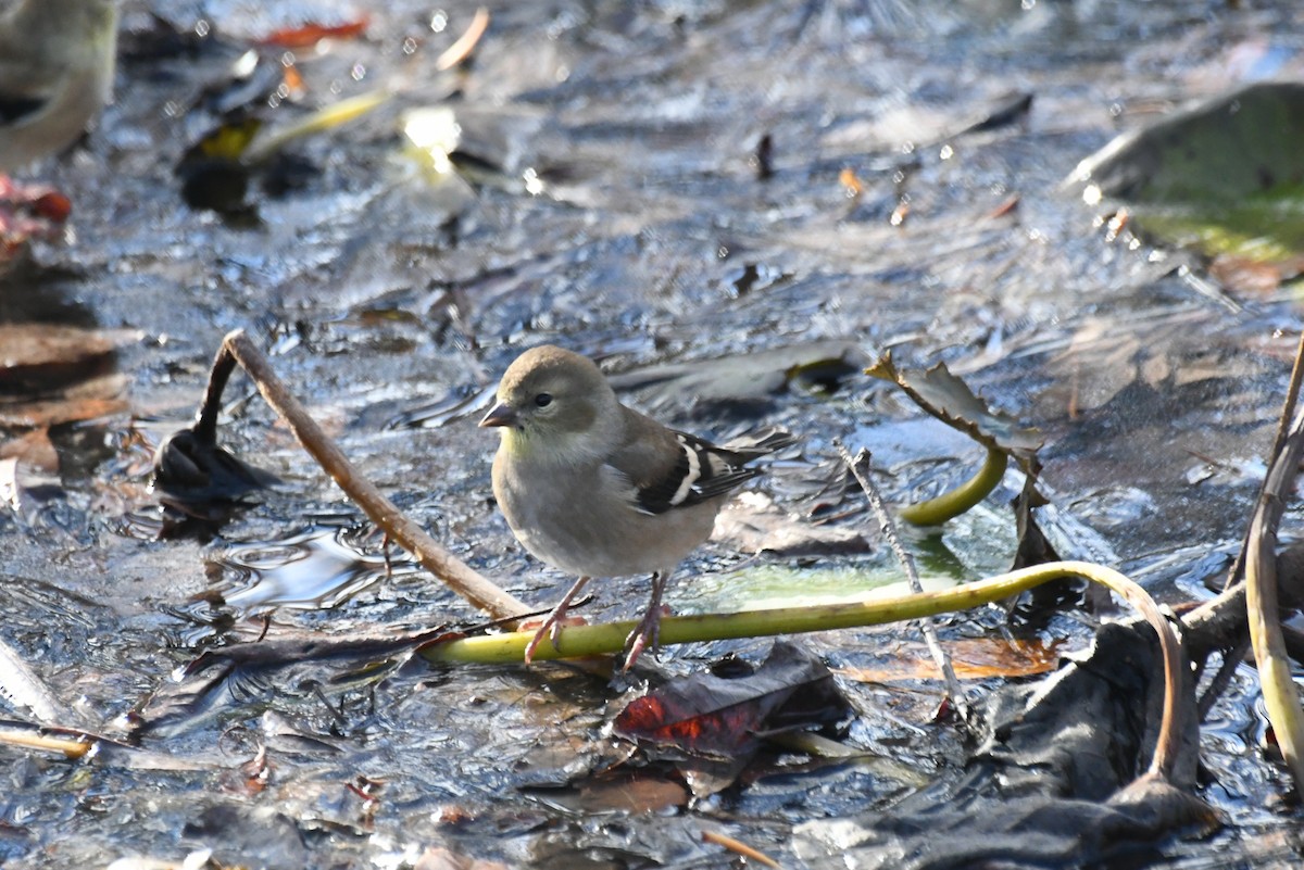 Altın İskete - ML646612276