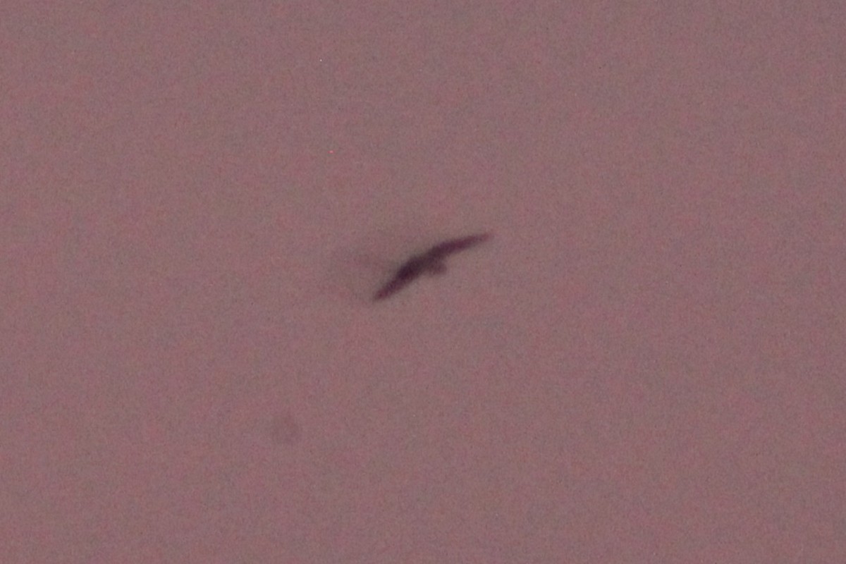 Short-eared Owl - ML646612277