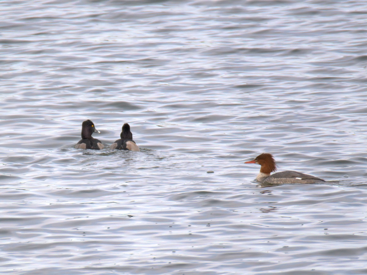Ring-necked Duck - ML646612279