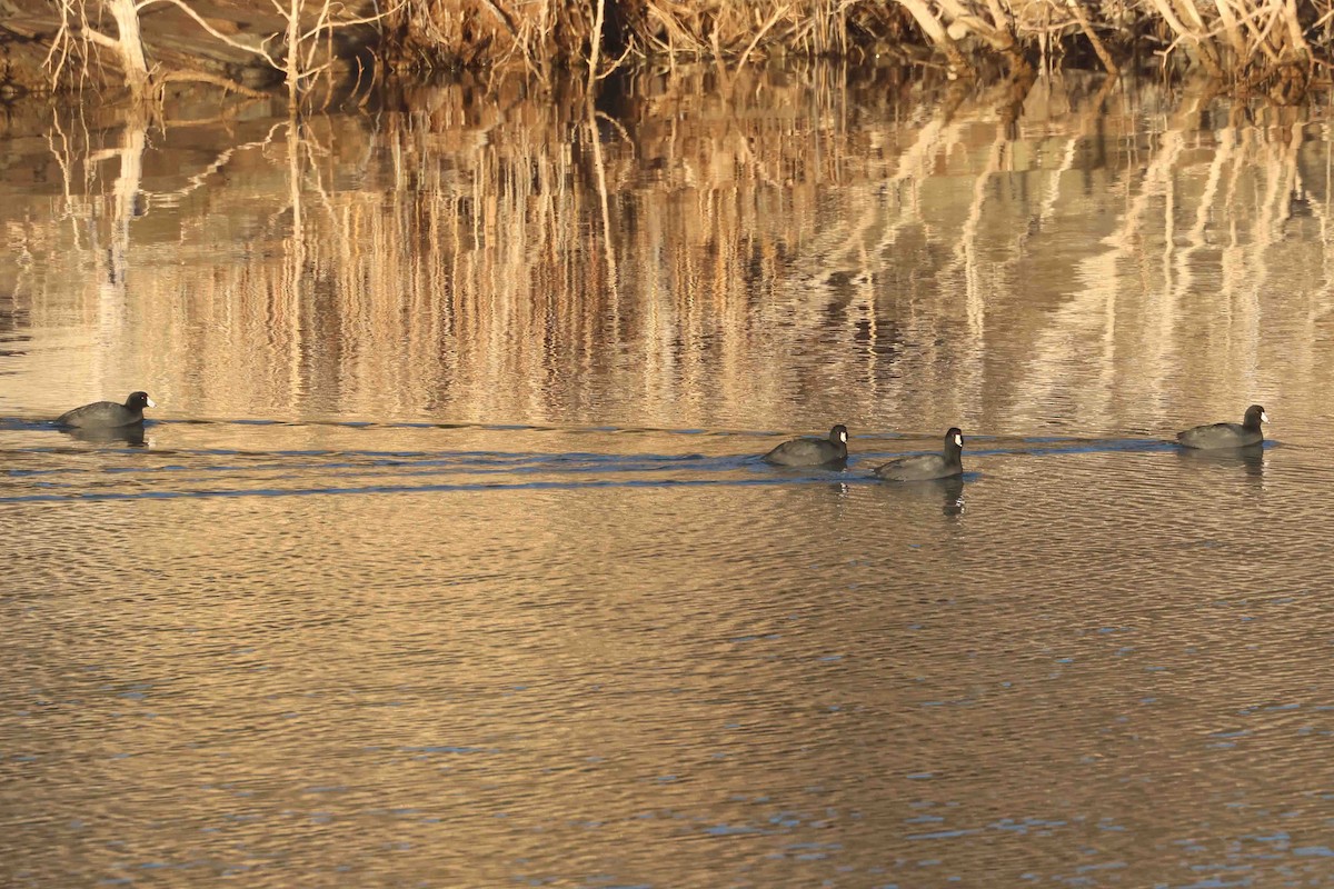 American Coot (Red-shielded) - ML646612280