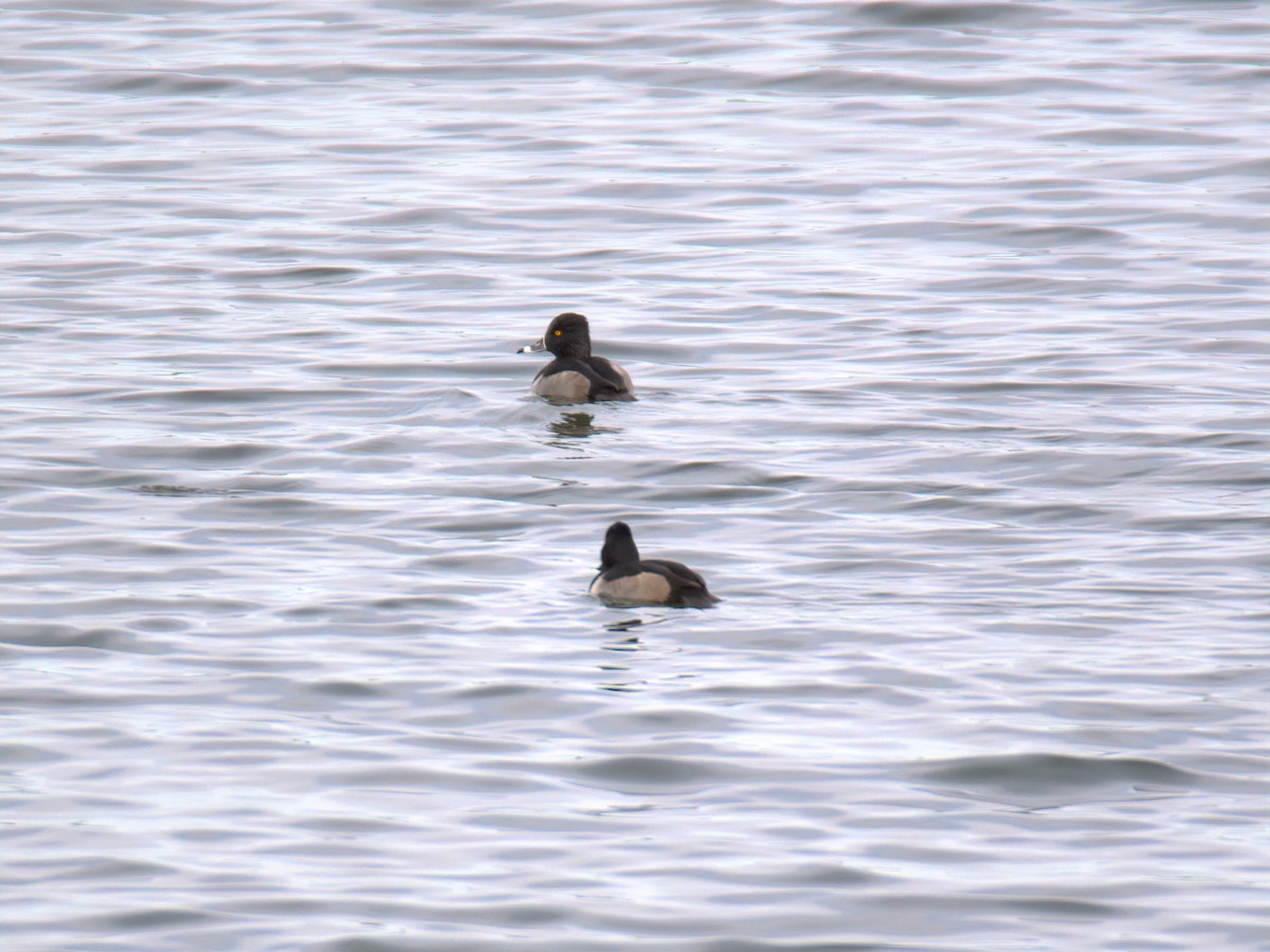 Ring-necked Duck - ML646612285