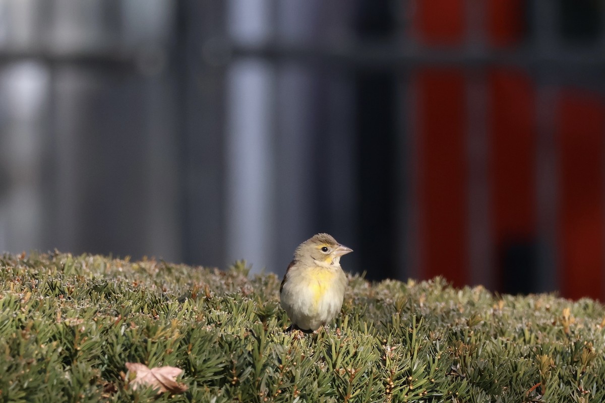 Dickcissel - ML646612286