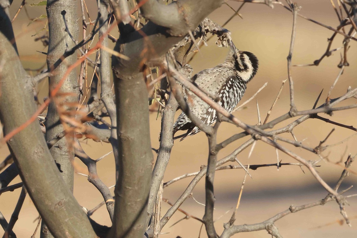 Ladder-backed Woodpecker - ML646612288