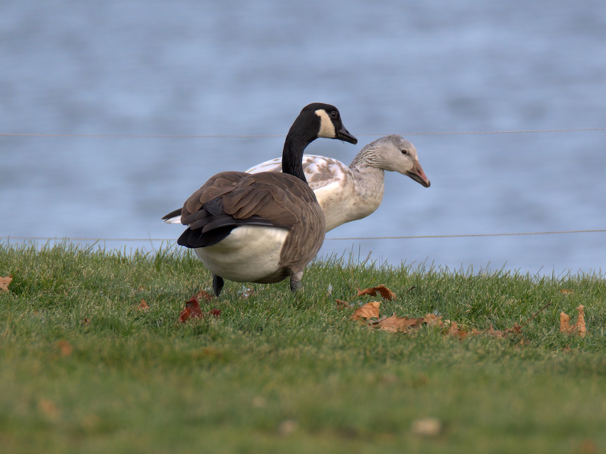 Canada Goose - ML646612289
