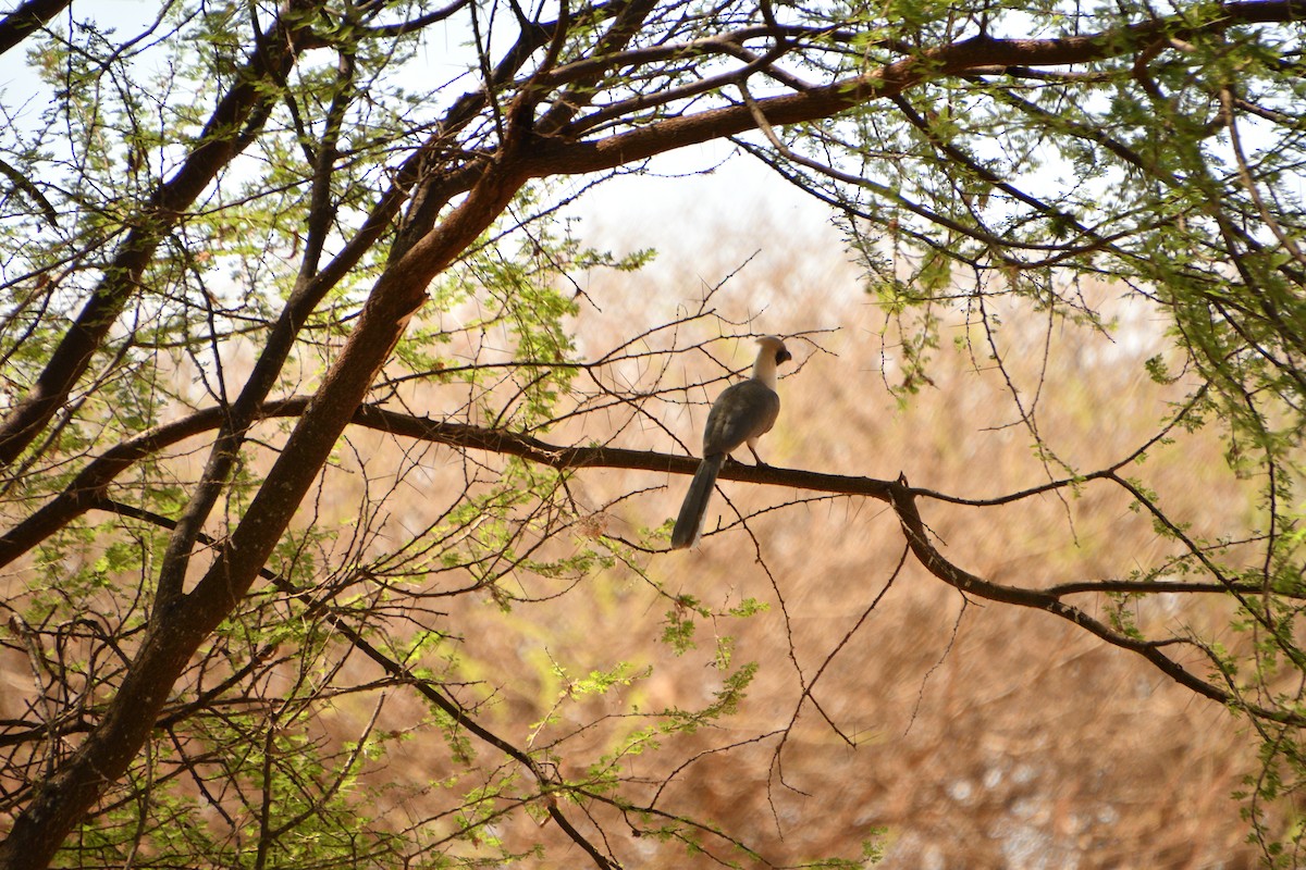 Kara Yüzlü Turako - ML646612290