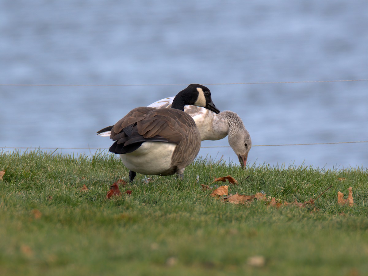 Canada Goose - ML646612291