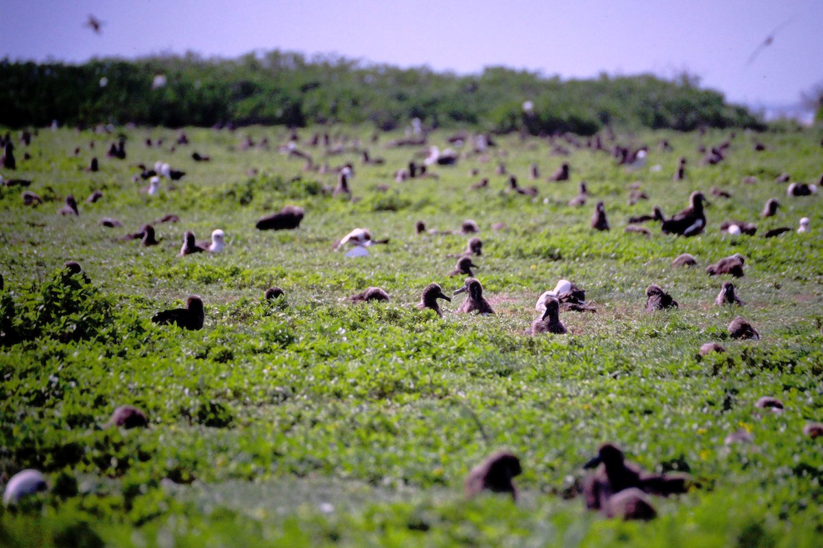 albatros laysanský - ML646612292