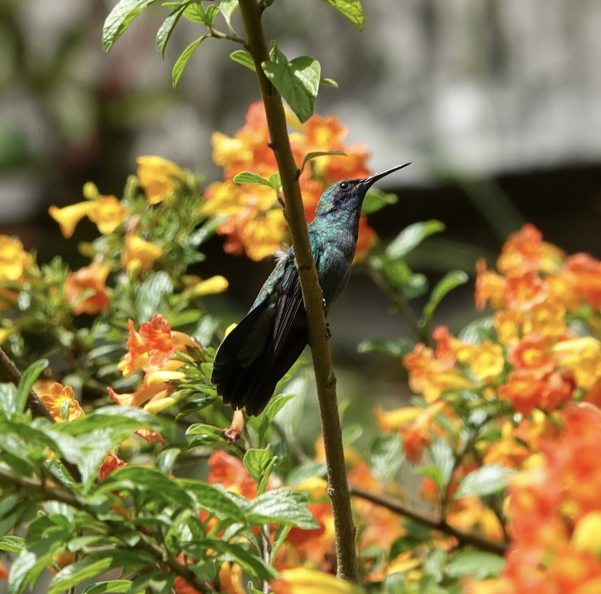 Колібрі зелений - ML646612293