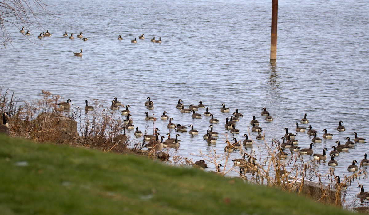 Canada Goose - ML646612294