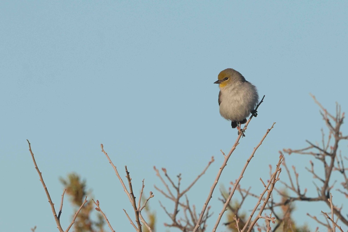 Verdin - ML646612295