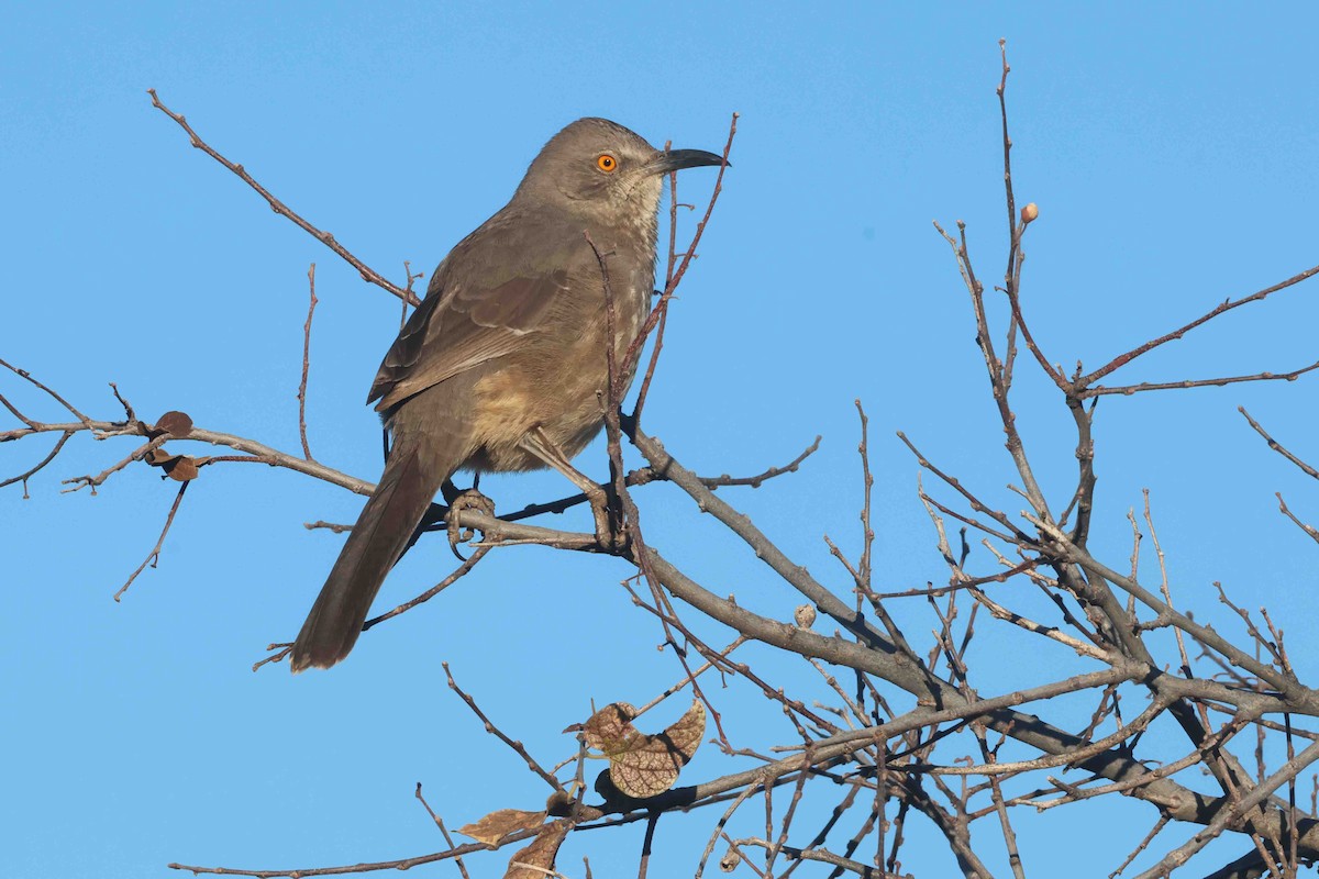 Curve-billed Thrasher (curvirostre Group) - ML646612297