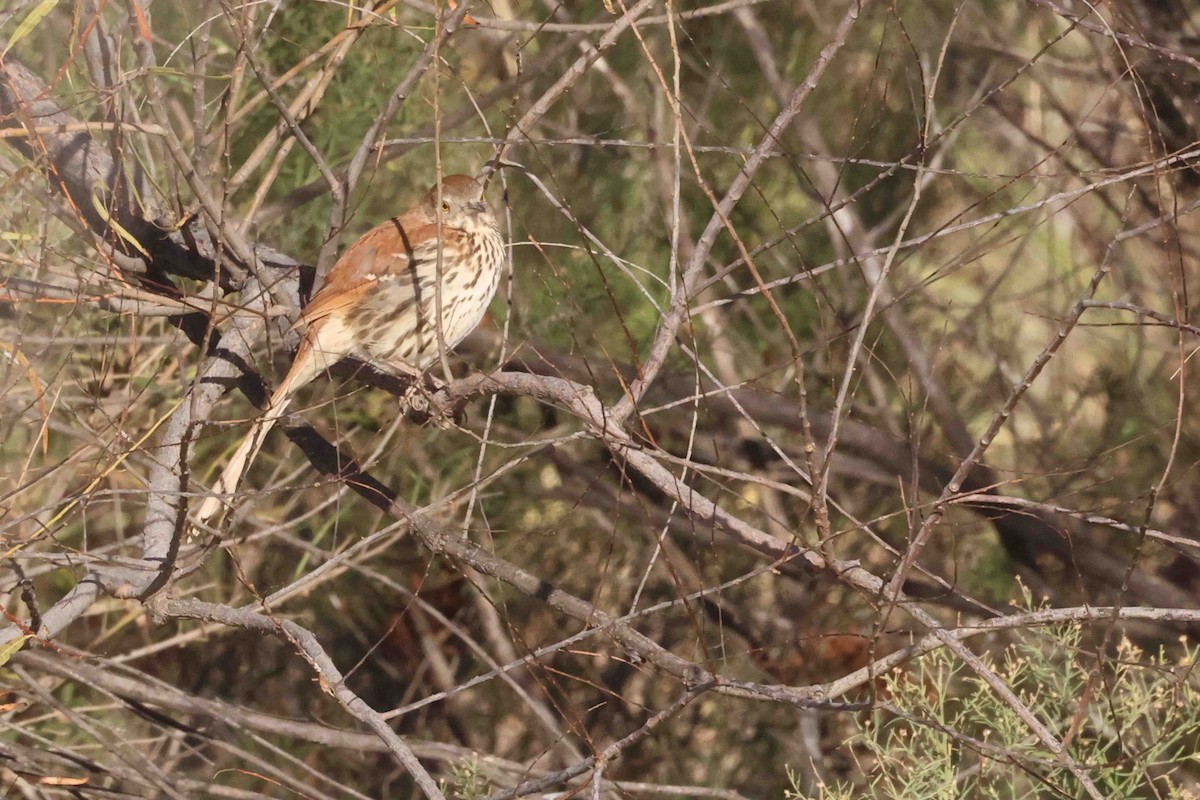 Brown Thrasher - ML646612303
