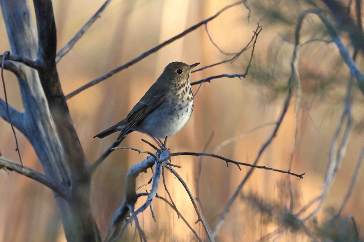 Hermit Thrush - ML646612305