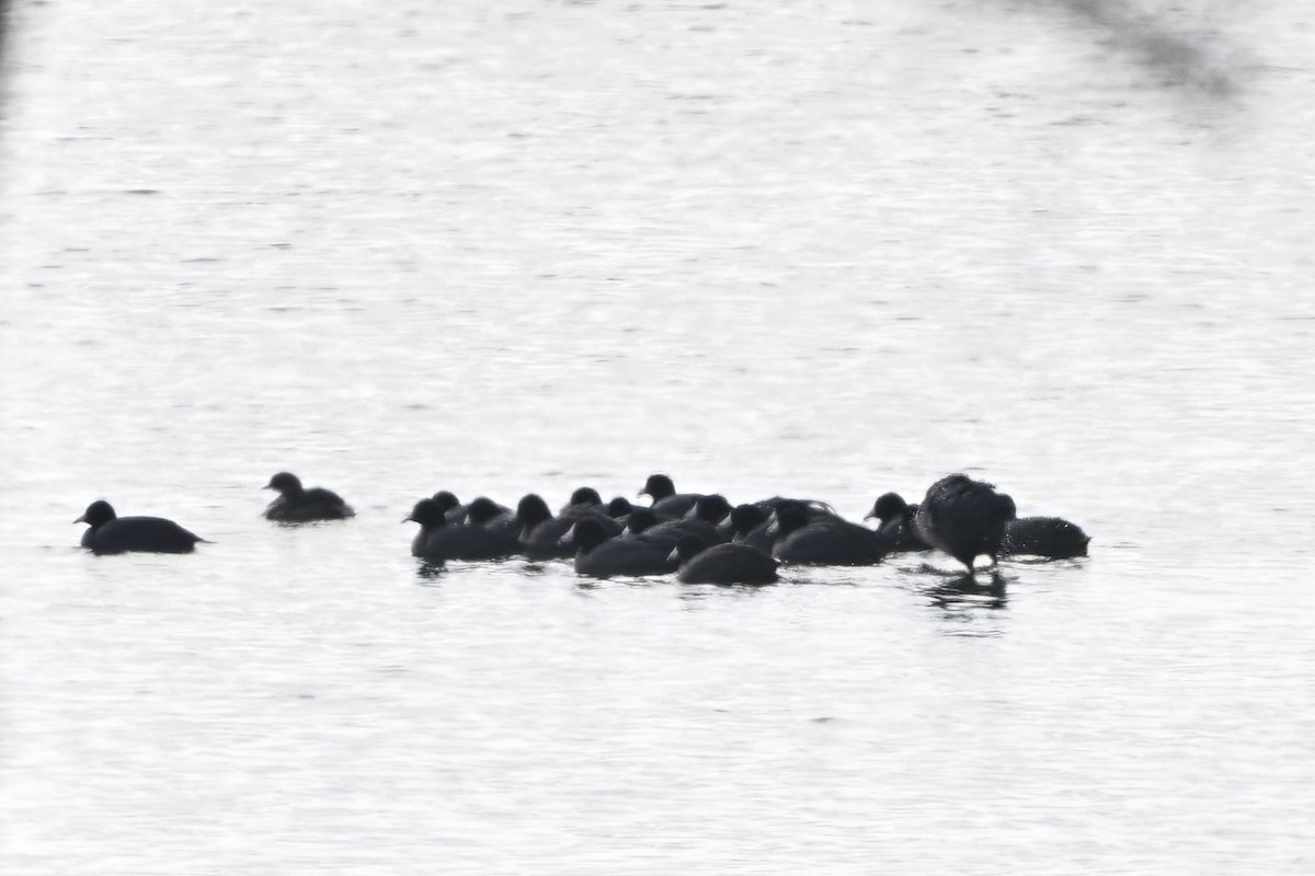 Indianerblässhuhn (rotschildig) - ML646612306