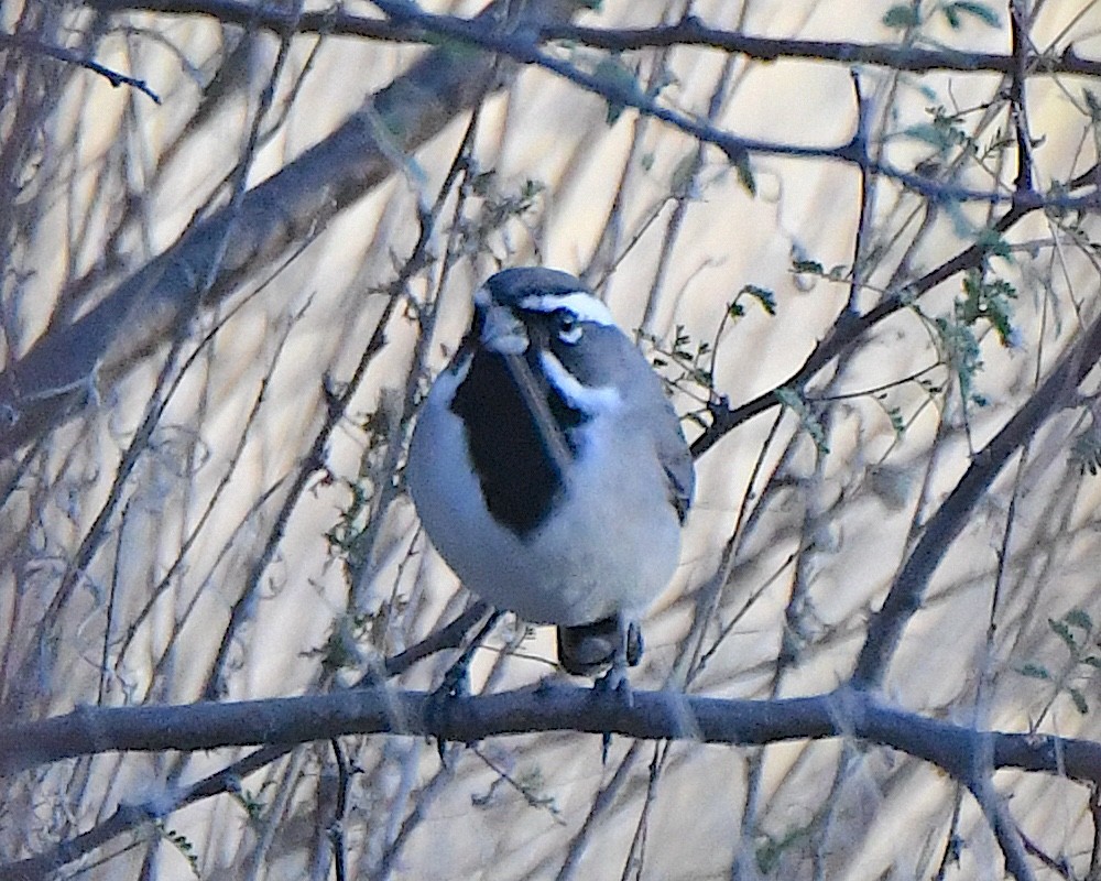 Black-throated Sparrow - ML646612307