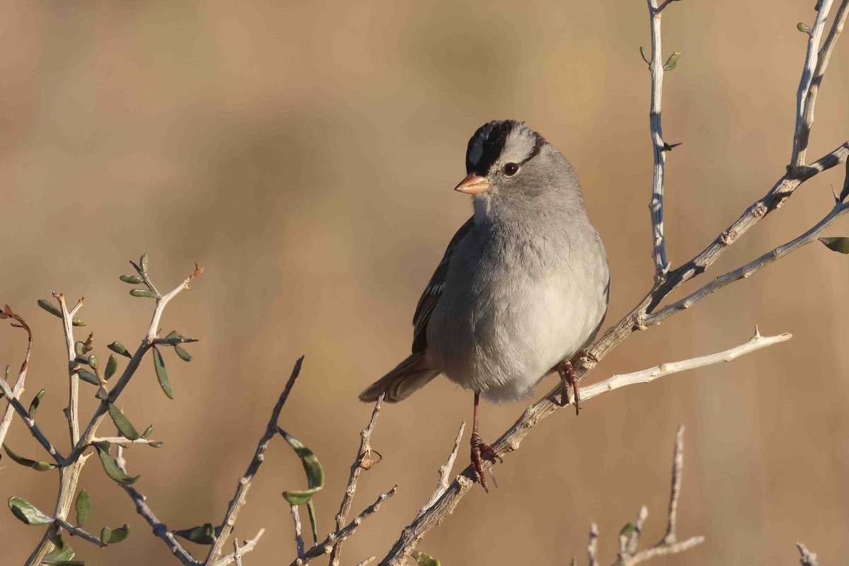 White-crowned Sparrow (Gambel's) - ML646612310