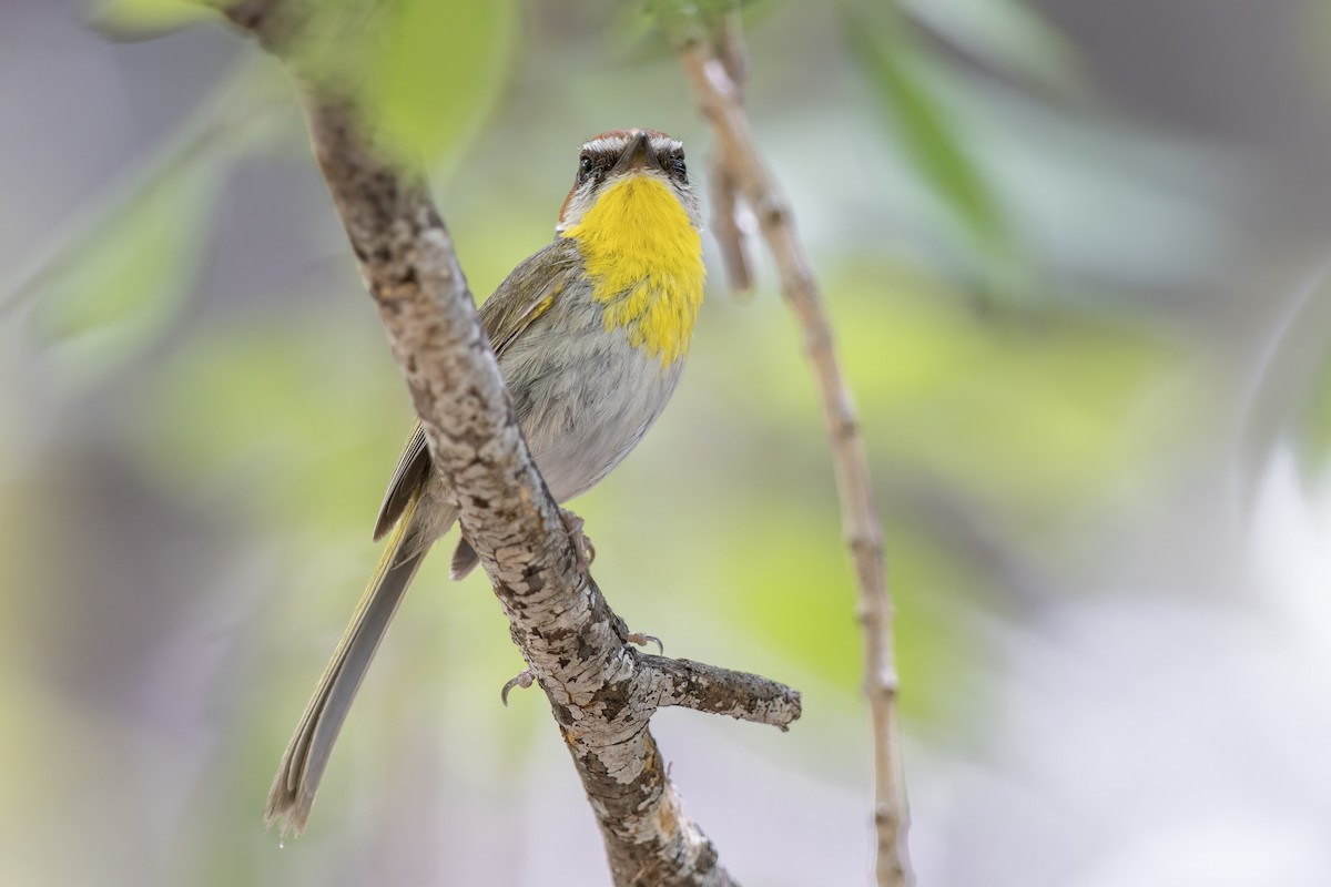 Rufous-capped Warbler - ML646612311