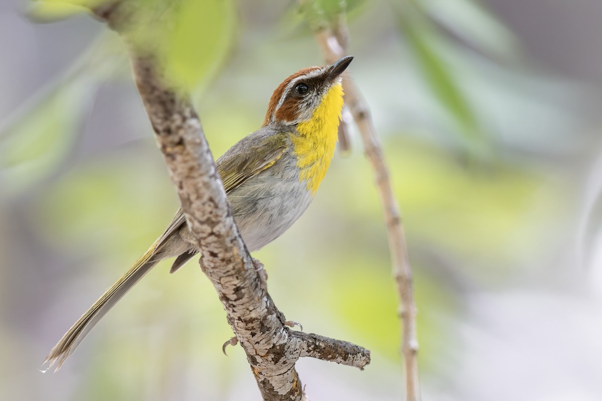 Rufous-capped Warbler - ML646612312