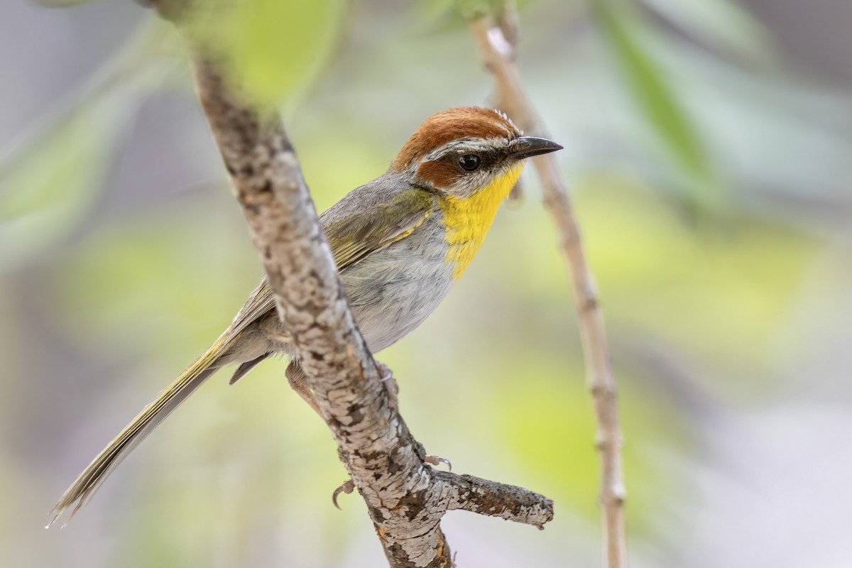 Rufous-capped Warbler - ML646612313