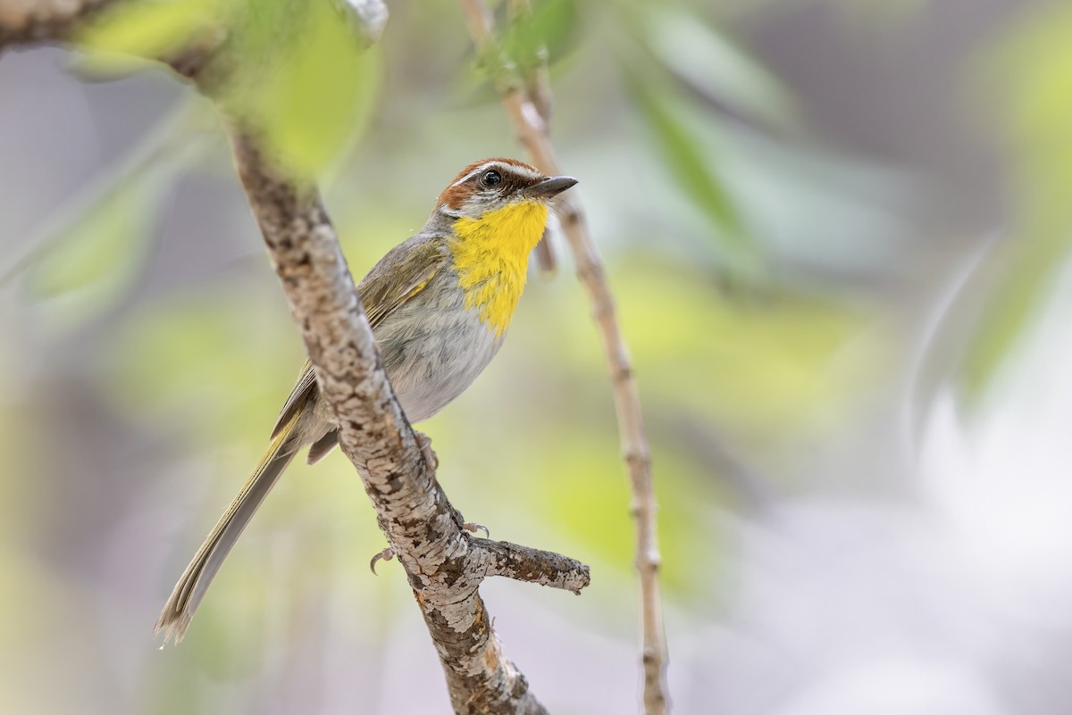 Rufous-capped Warbler - ML646612314